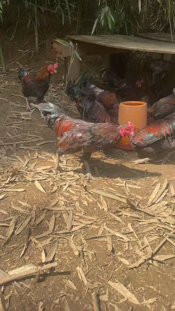 活鸡现发贵州竹林跑山鸡农村散养母鸡本地散养不喂饲料现称现发