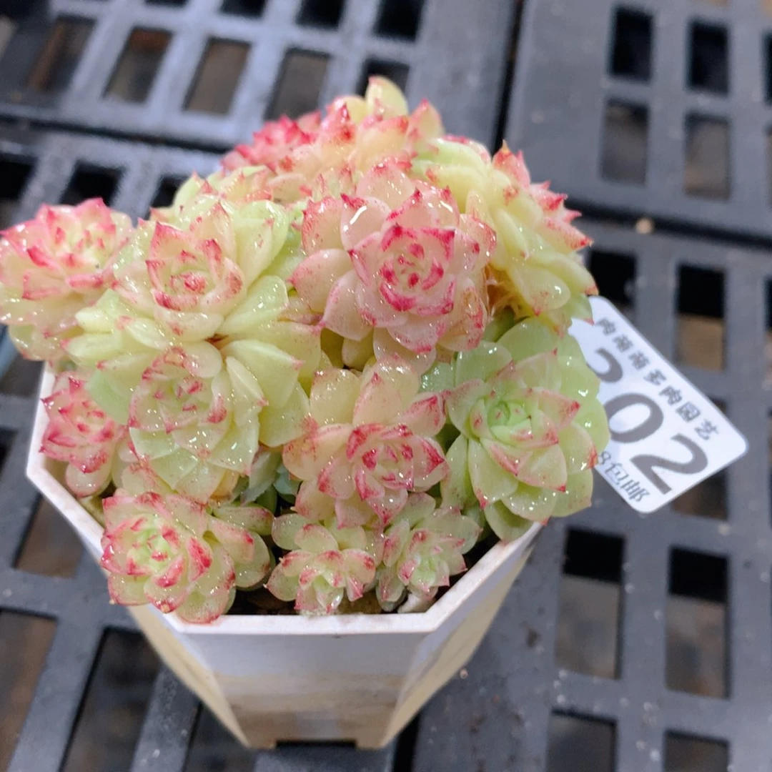 肉萌萌拇指盆精控多肉ZD302