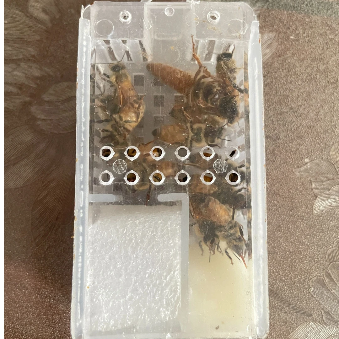 意蜂白山6号处王蜜型王高产