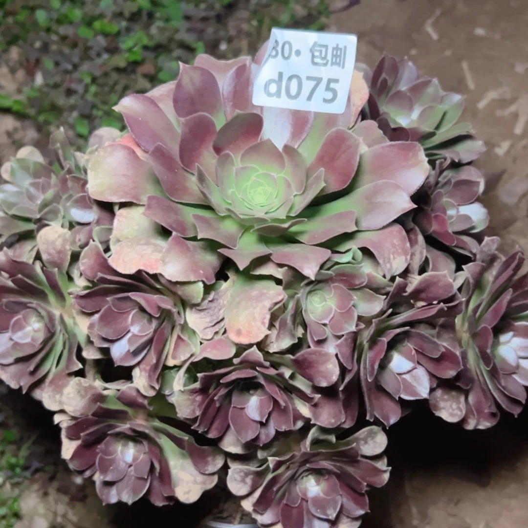 075红魔多肉法师