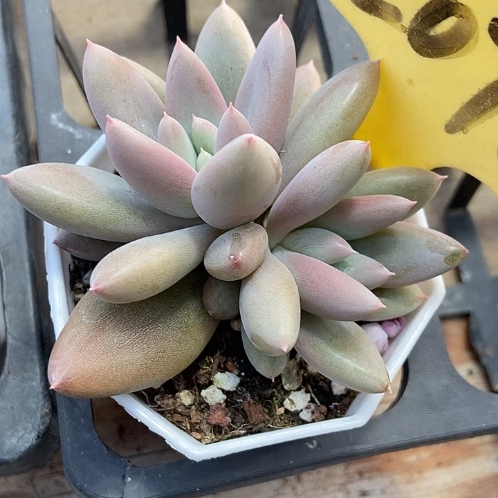 多肉植物哥特2078