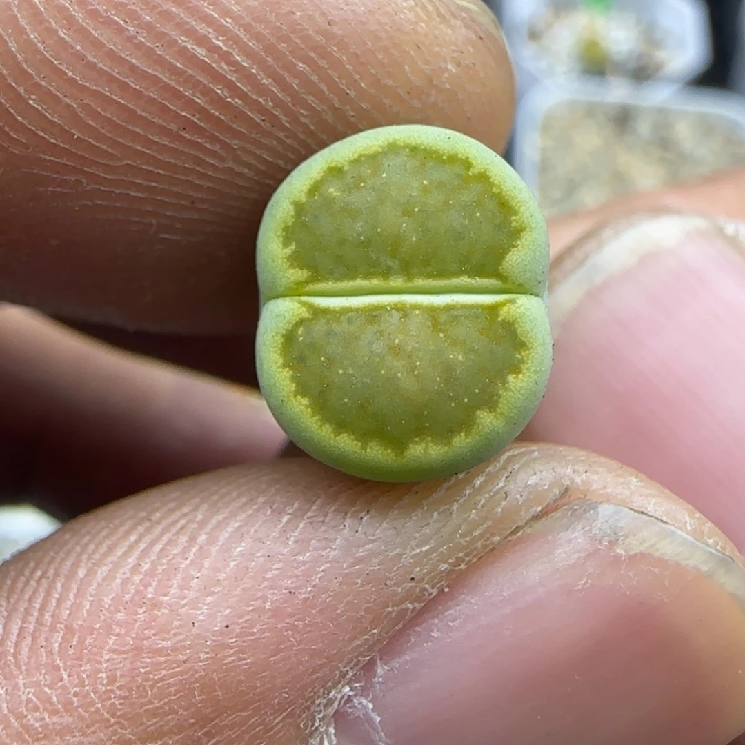 458 生石花大棚直播