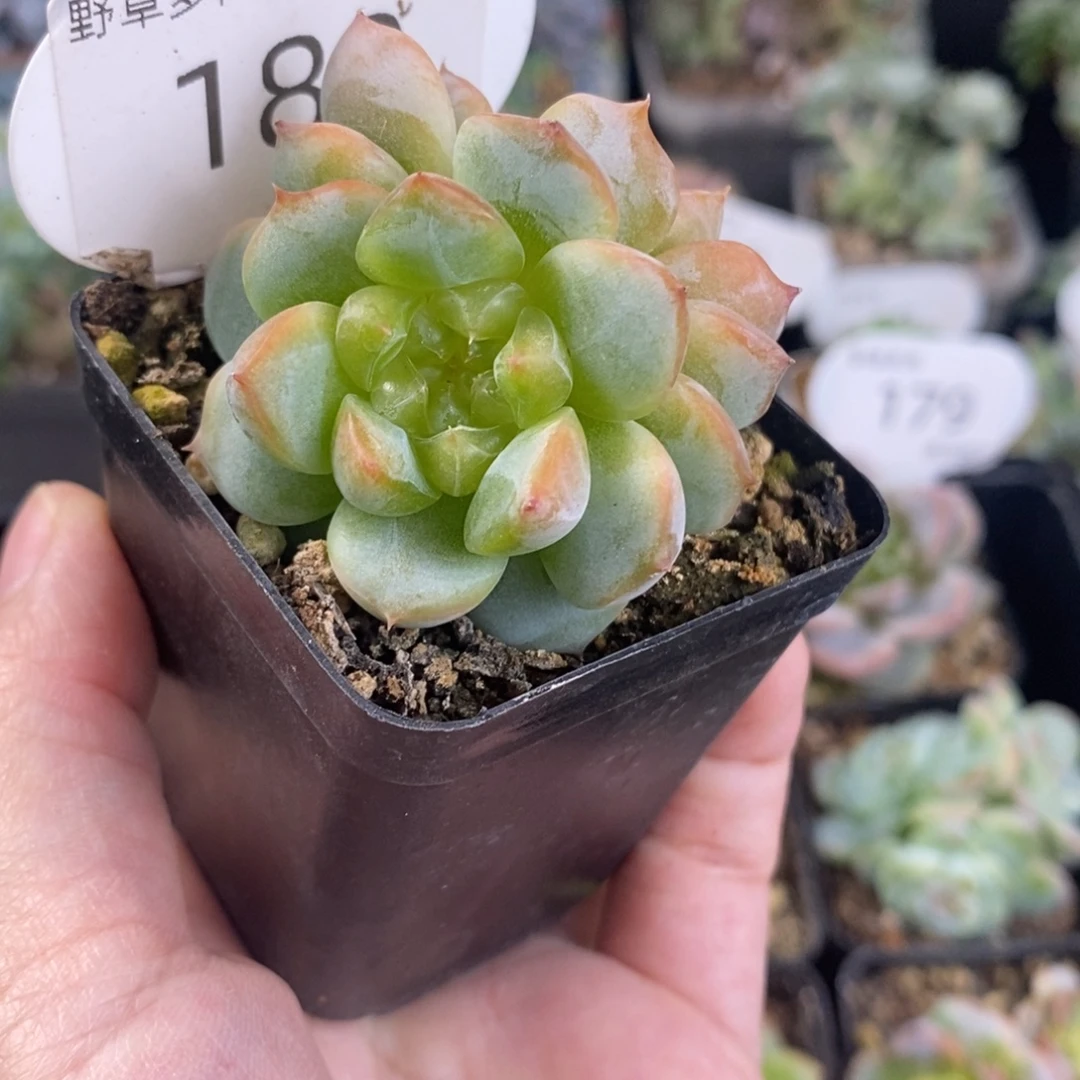 黄甜心双头180号福利