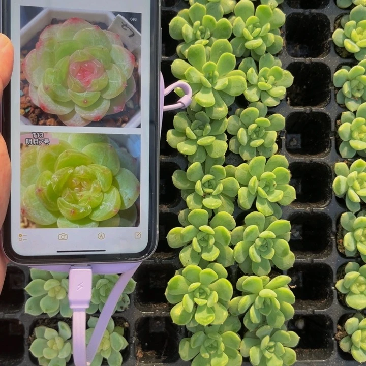 t13幻影甜心，9.9包邮