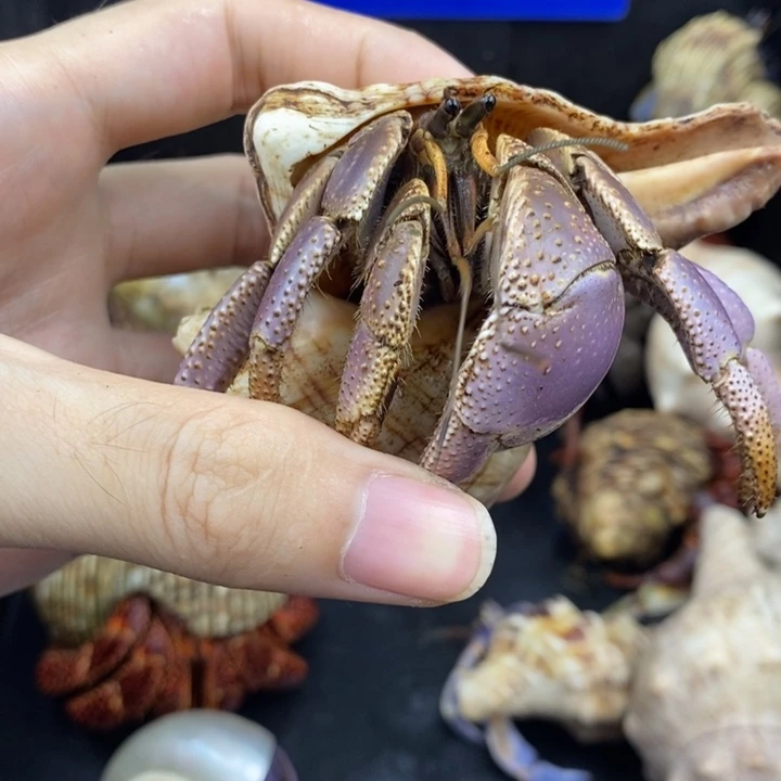 巨无霸短碗一只25米