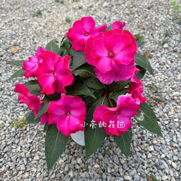 【摩登玫粉】新几内亚凤仙多年生四季开