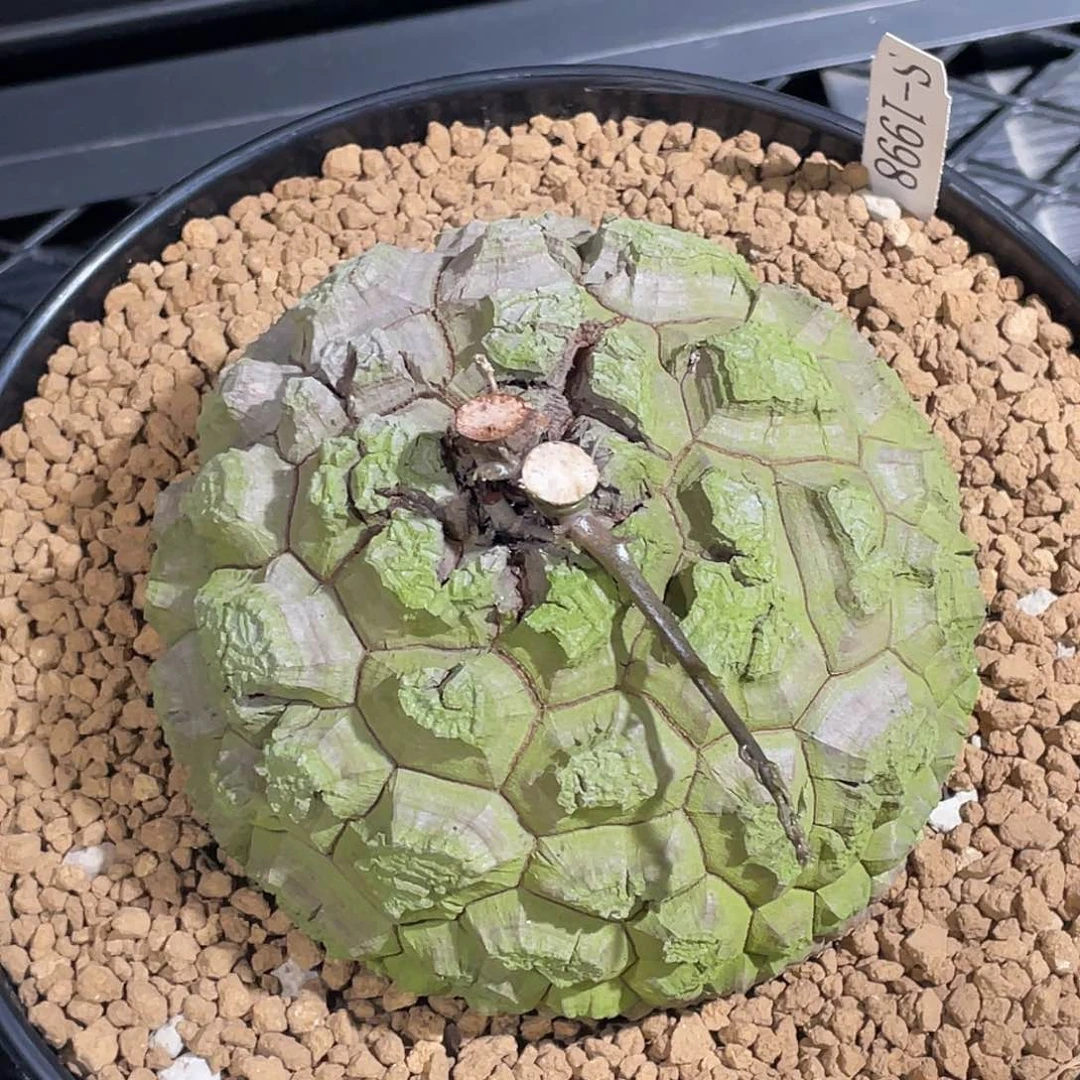 1998精品抹茶绿龟甲龙