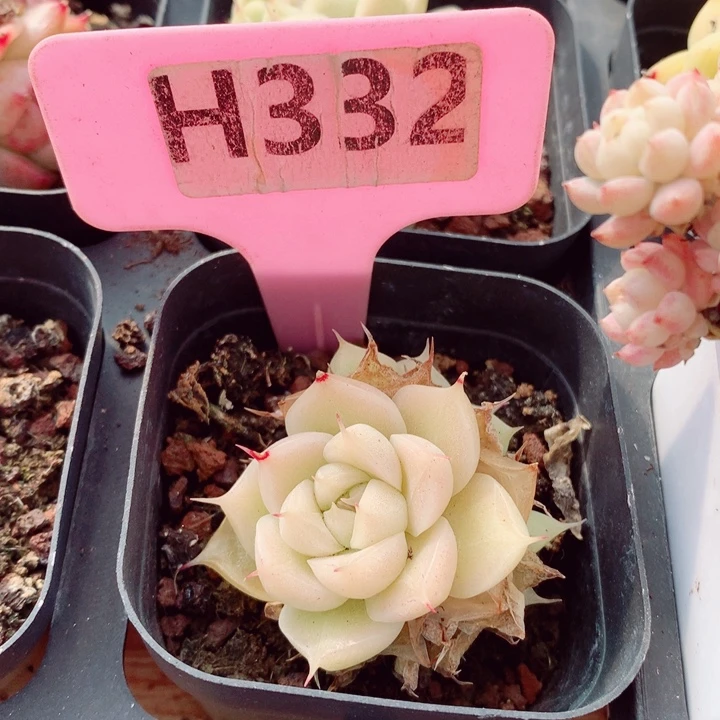 麦秆5cm多肉植物