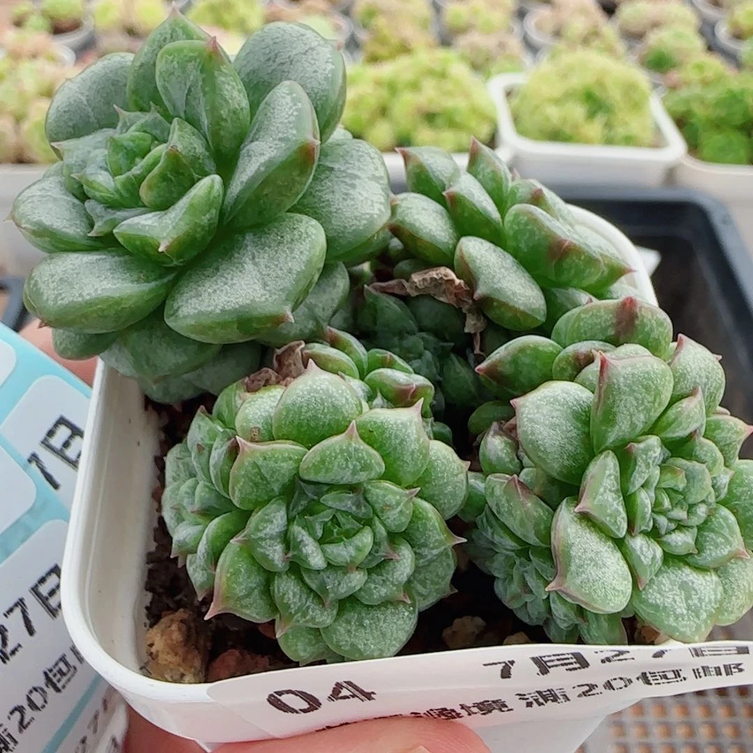 花语逸镜0727-04开播福利散