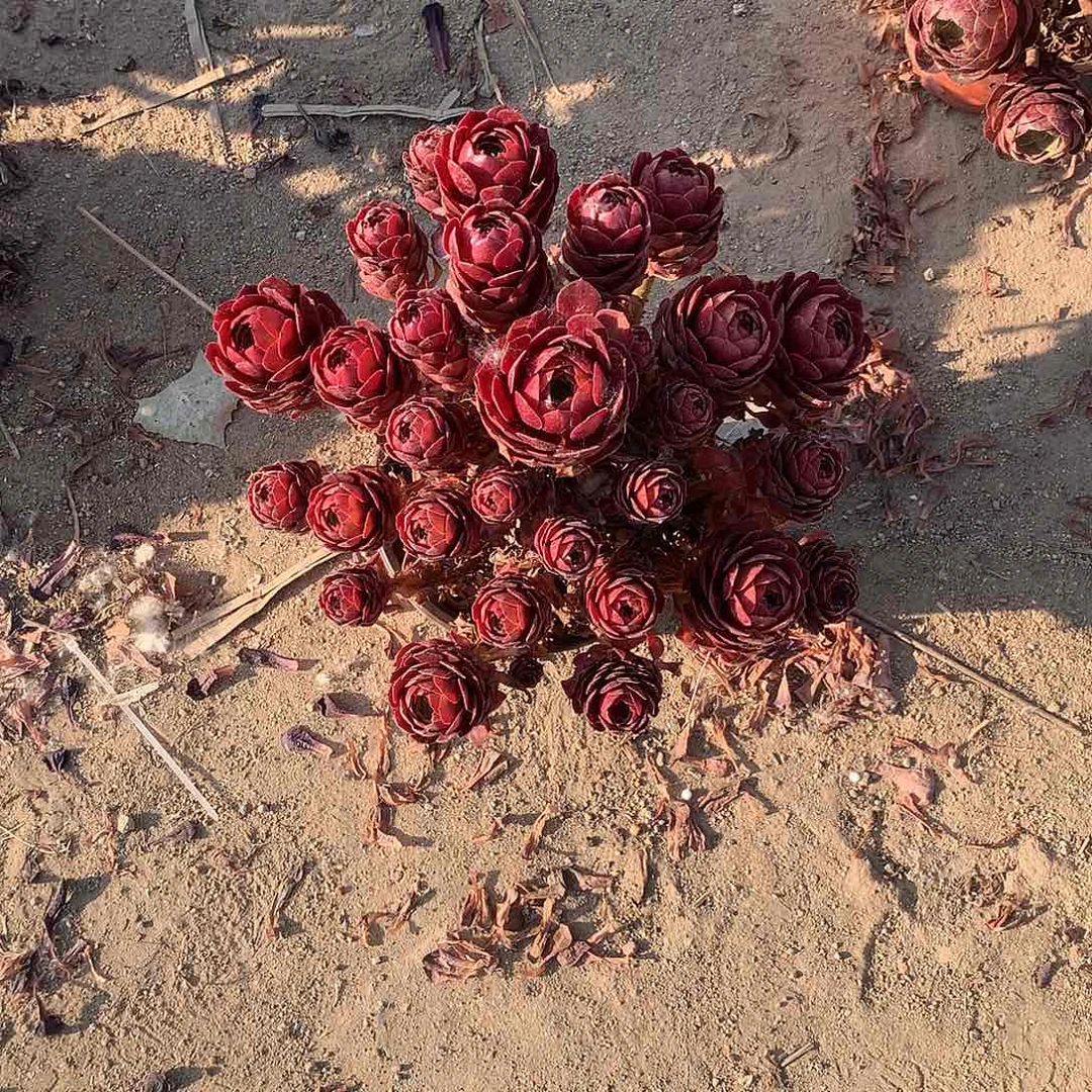 多肉多肉多肉红魔176