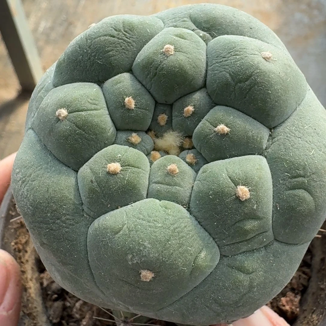 【闪购商品】大尤皱尤鲜240