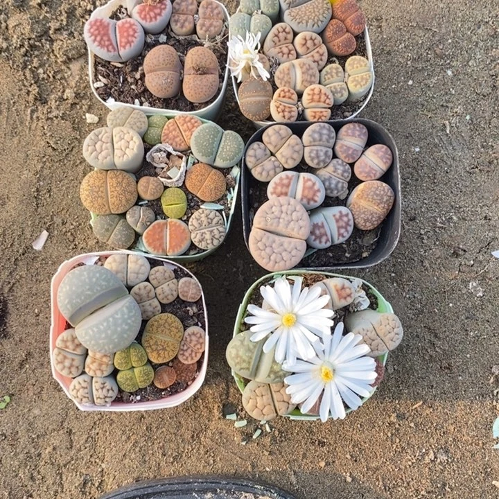 活***云生石花等植物的生长发育734