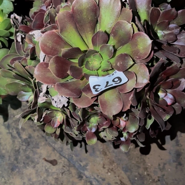 673邵修七彩多肉植物不售后