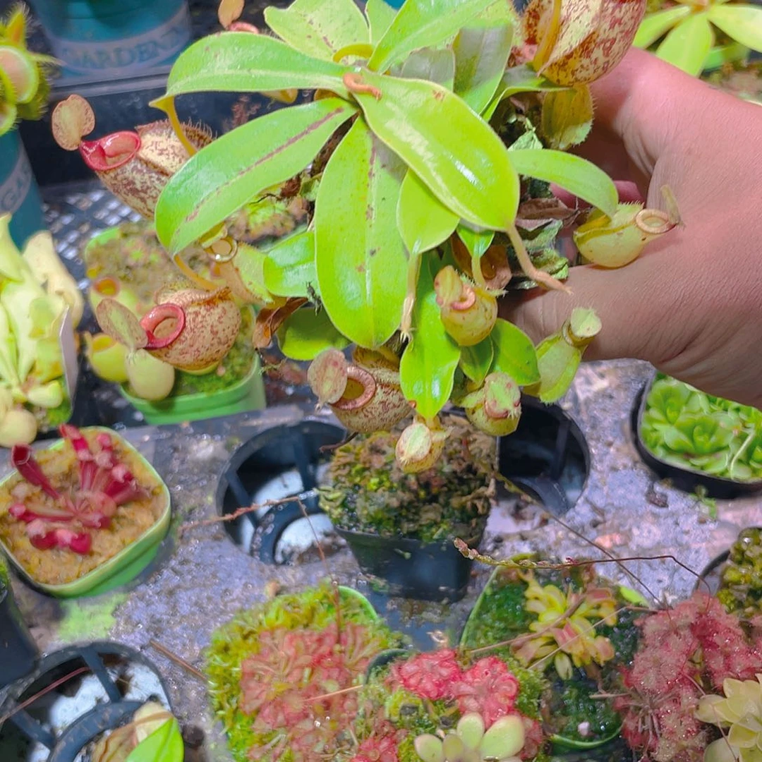 完全开放虎克猪笼草145