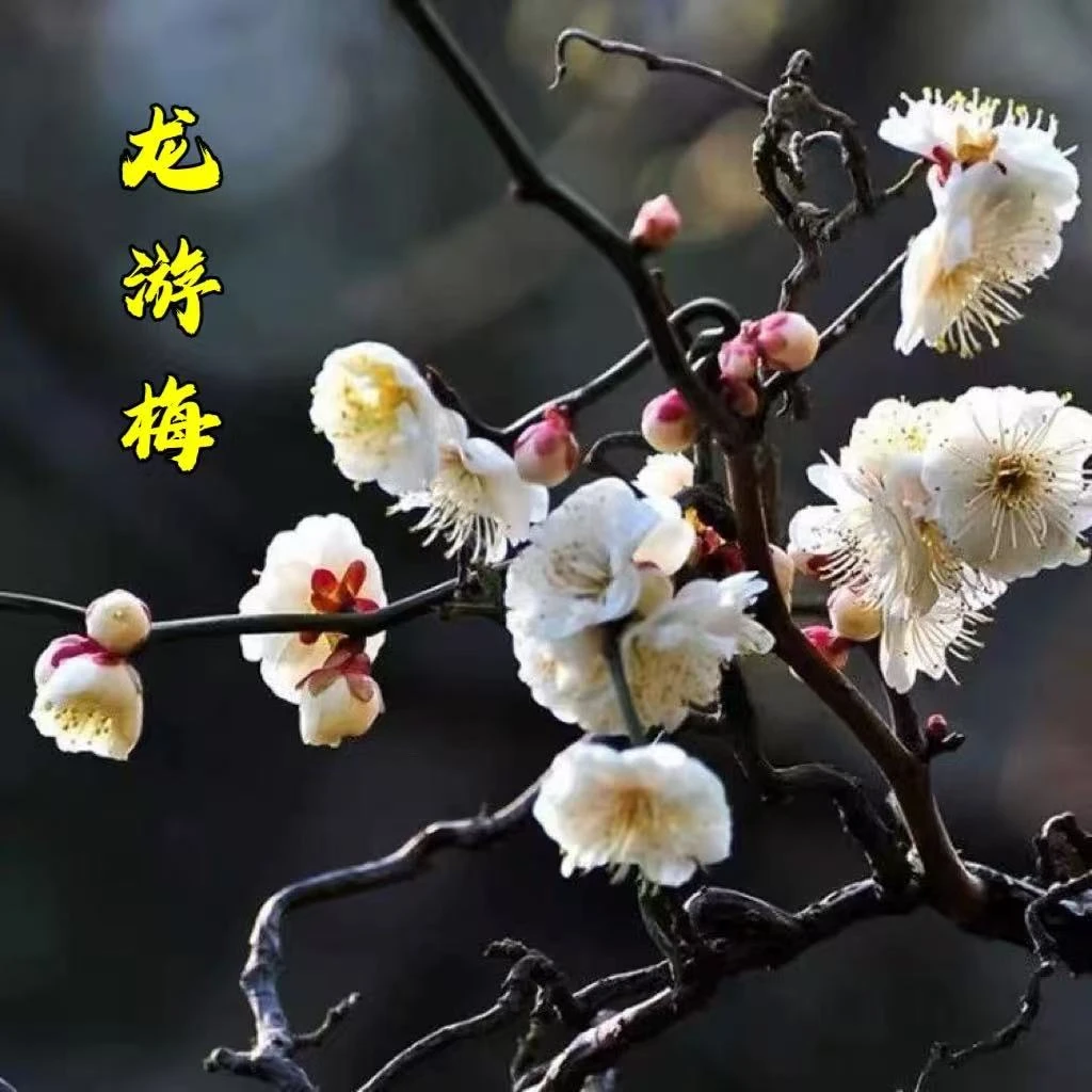 原生龙游梅老桩，小苗手把玩。