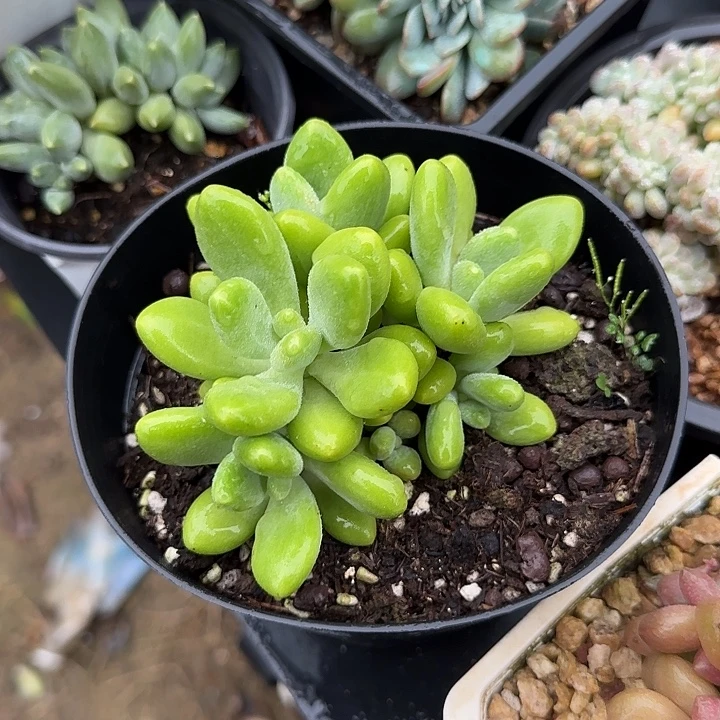 青蛙王子儿童牙膏套装11