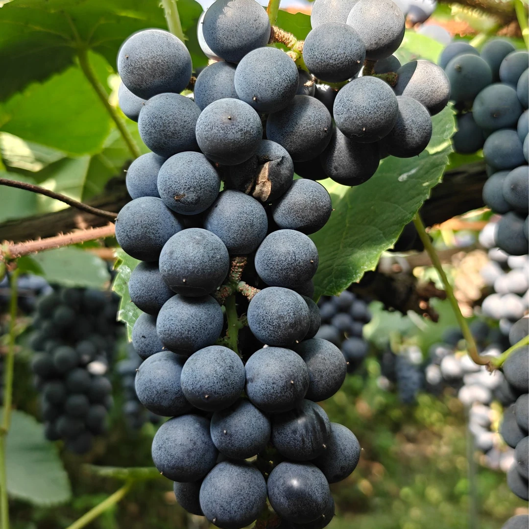 【顺丰包邮】湖南怀化高山刺葡萄新鲜现摘可酿8+1可直接吃当季水果湖南省