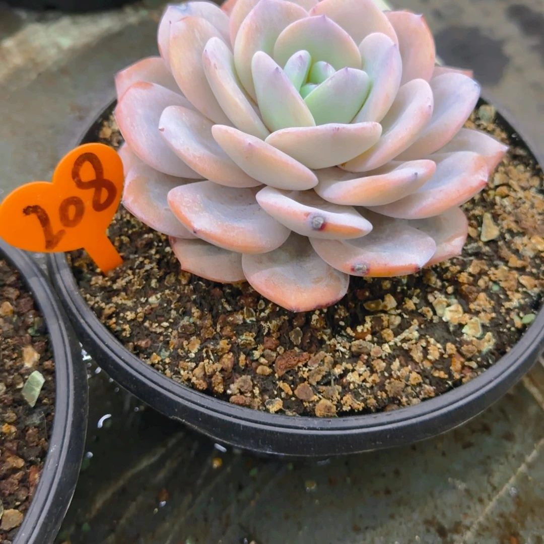 安**身208多肉植物一物一拍