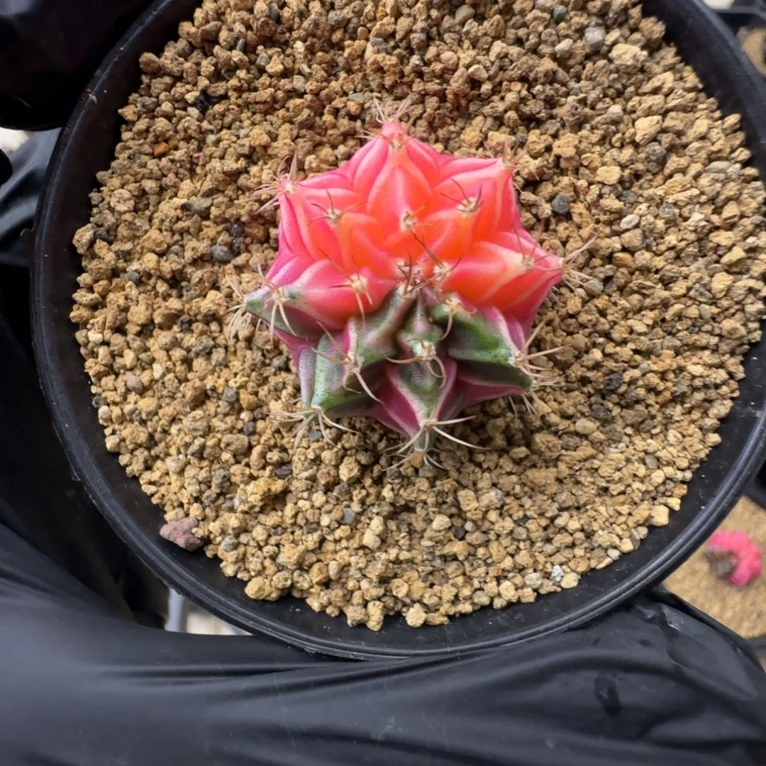 213号泰系实生米哈锦