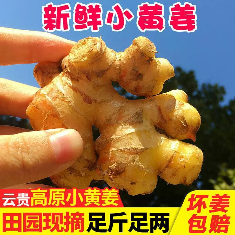 农家自种小黄姜新鲜现挖生姜月子姜土生姜时蔬整箱新鲜多汁姜
