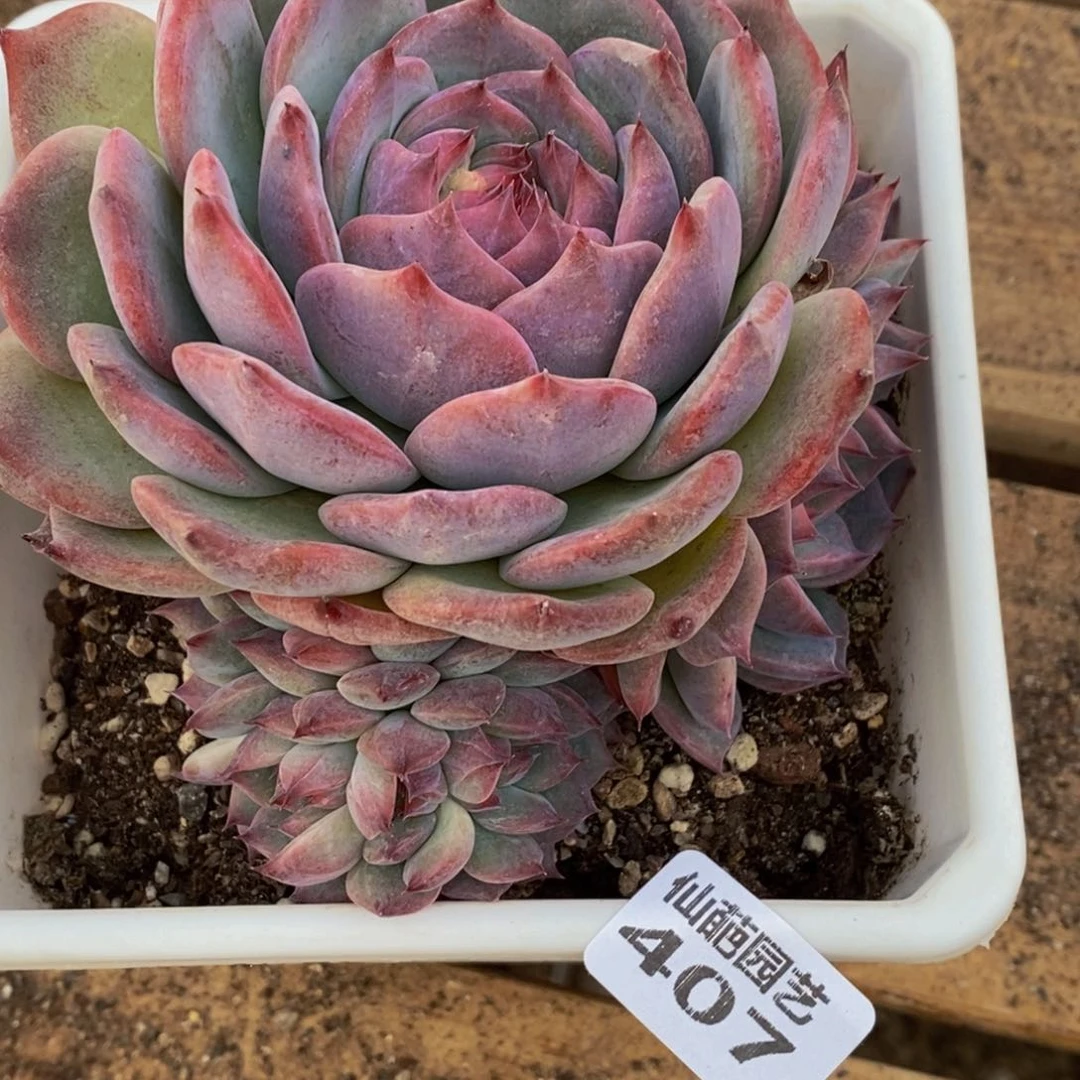 苏**干407多肉植物保护研究所所长