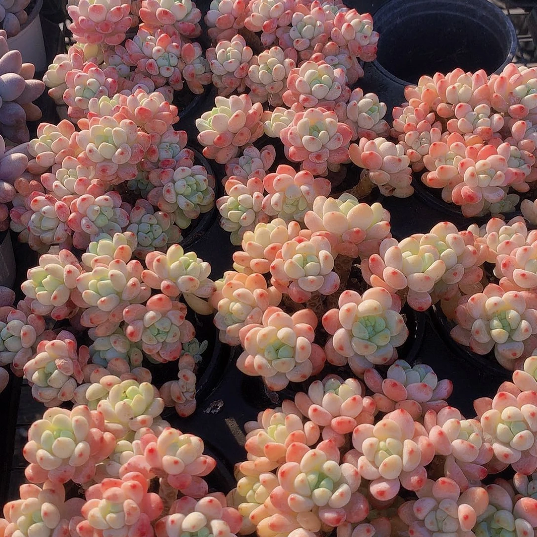 樱花罗琦34667788999990