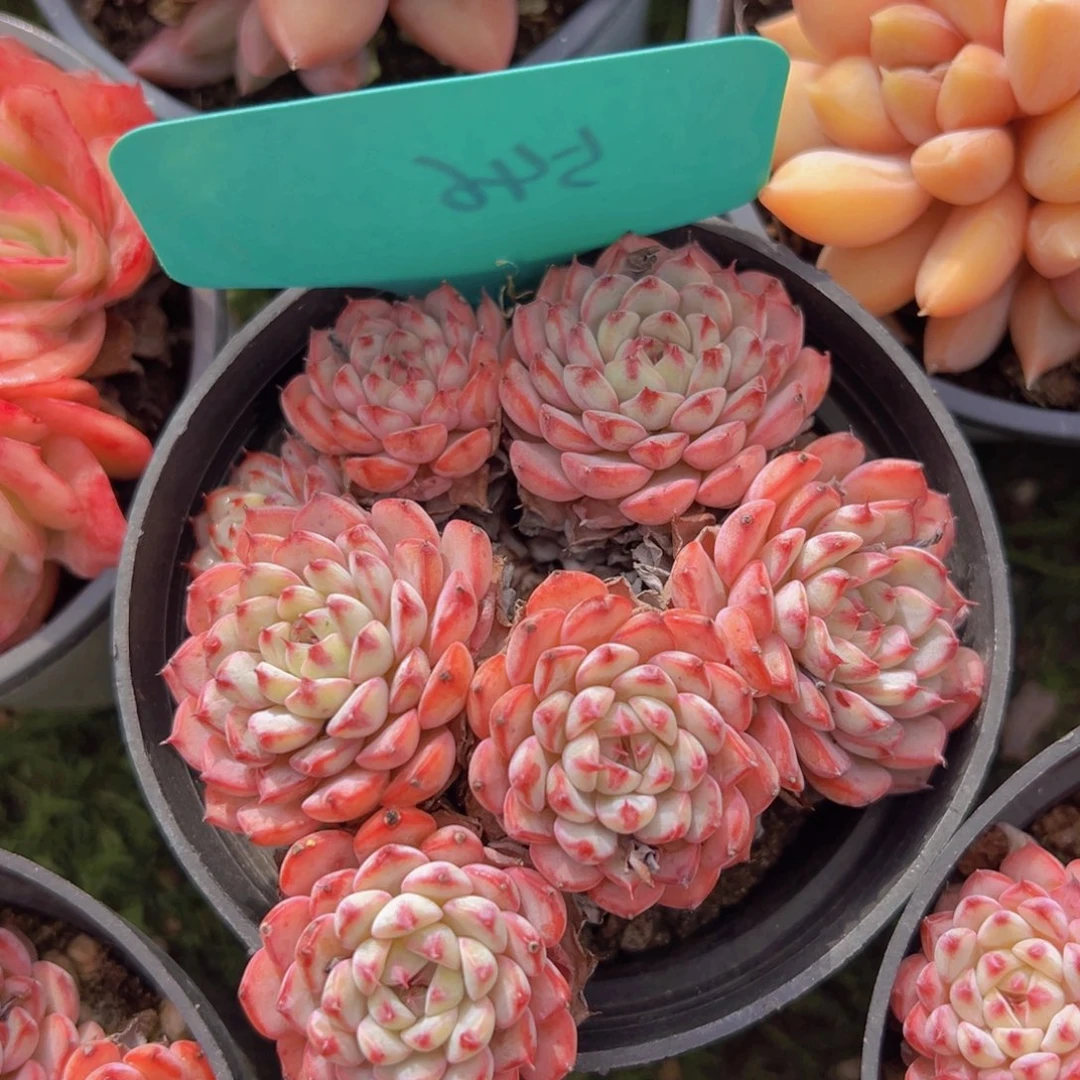 香玉的故事是一个人的