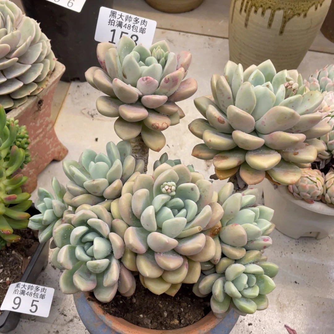 黑大帅多肉158白路杆子有瑕疵