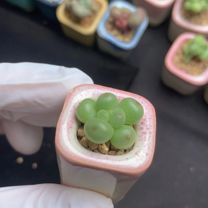 萤火虫奶酪 冰糖 可爱透