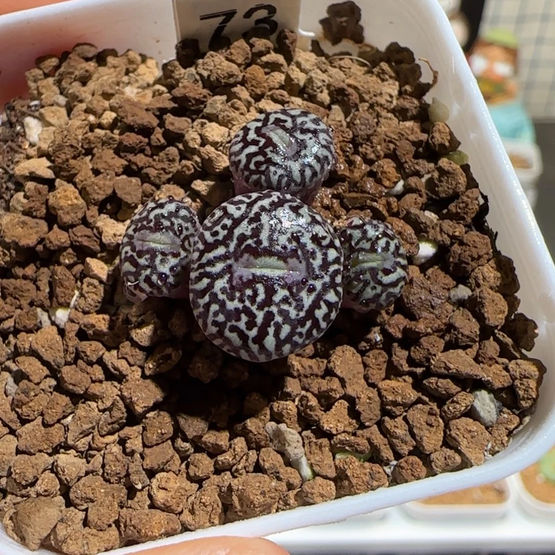 肉锥多肉植物组合-墨19