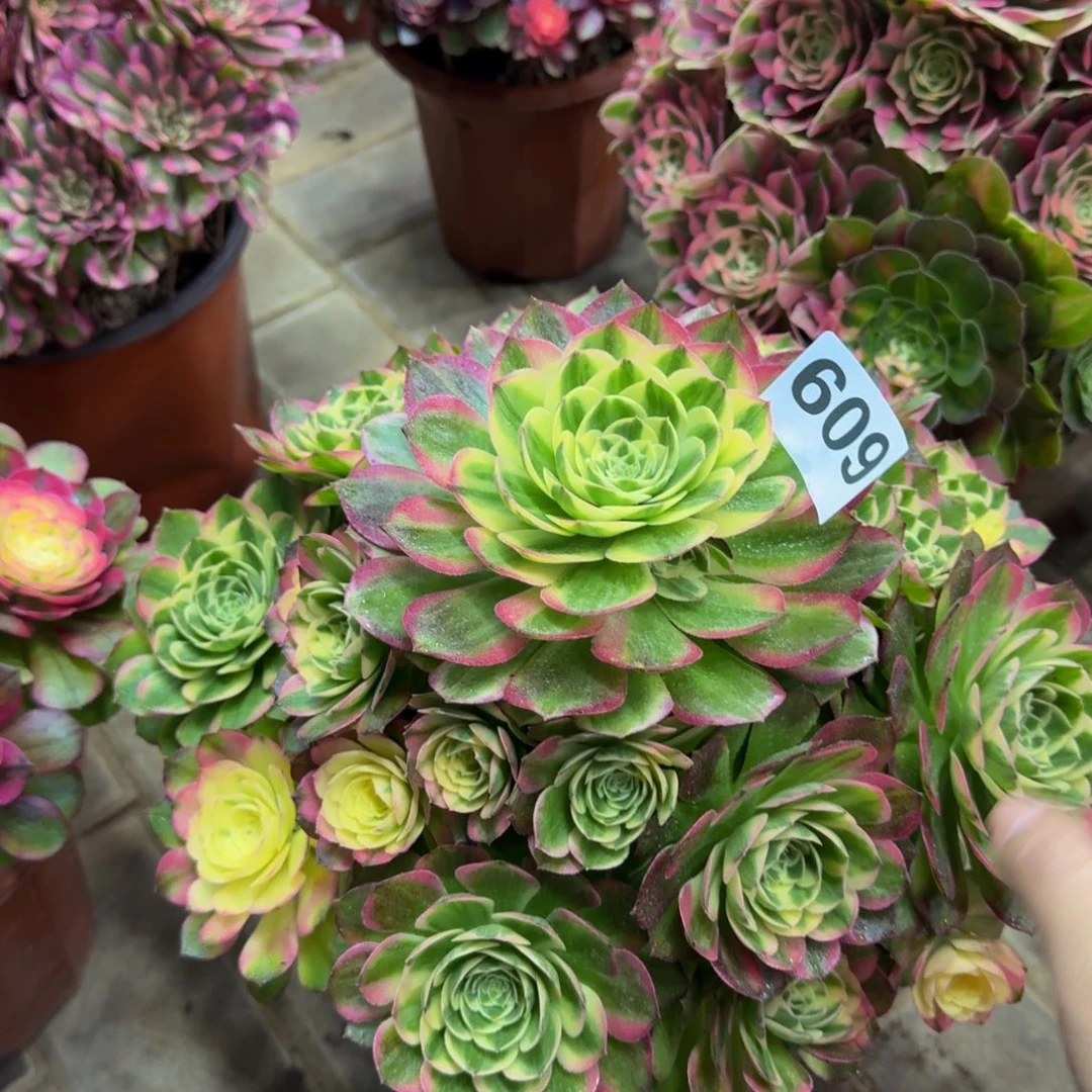 多肉植物609海鲜法师