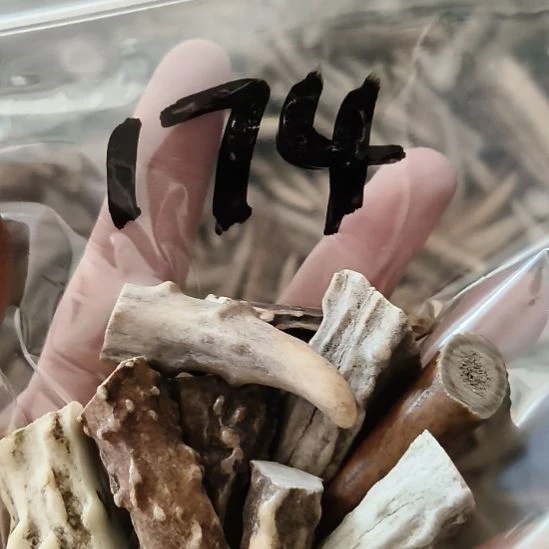 日***落鹿角鹿角鹿角鹿角鹿角鹿角