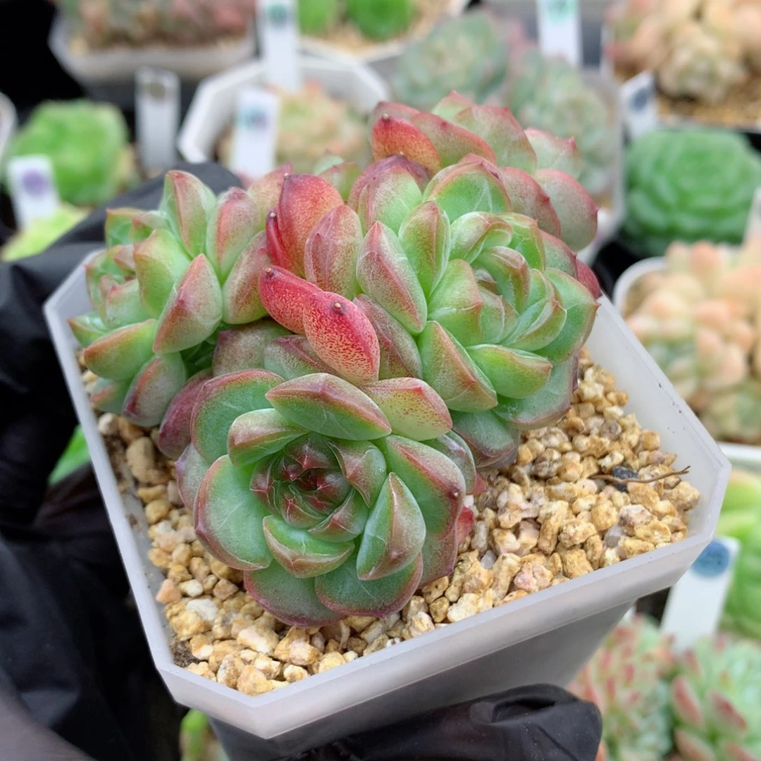 58包邮  群生不包整糖心群100