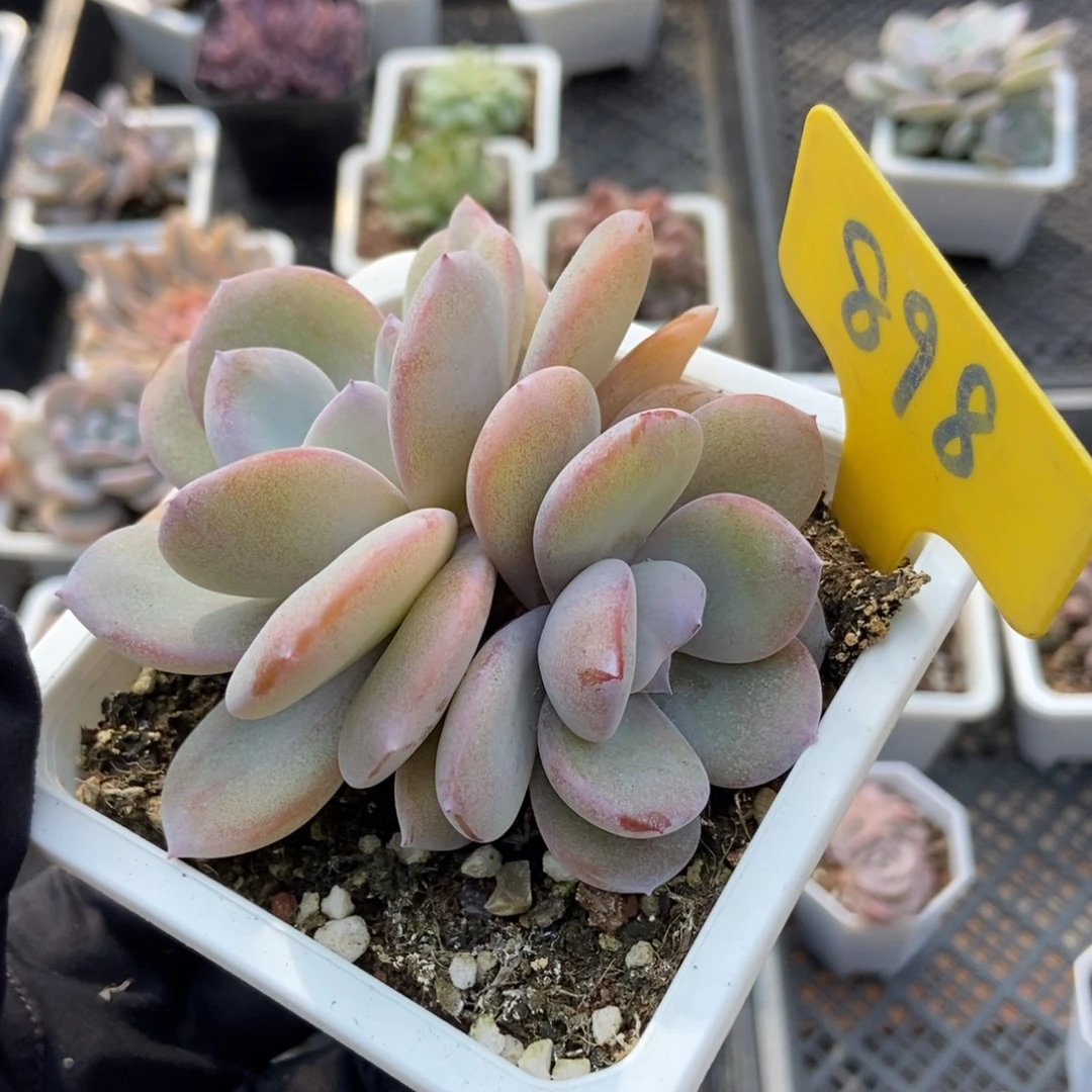 898奶茶多肉植物多肉