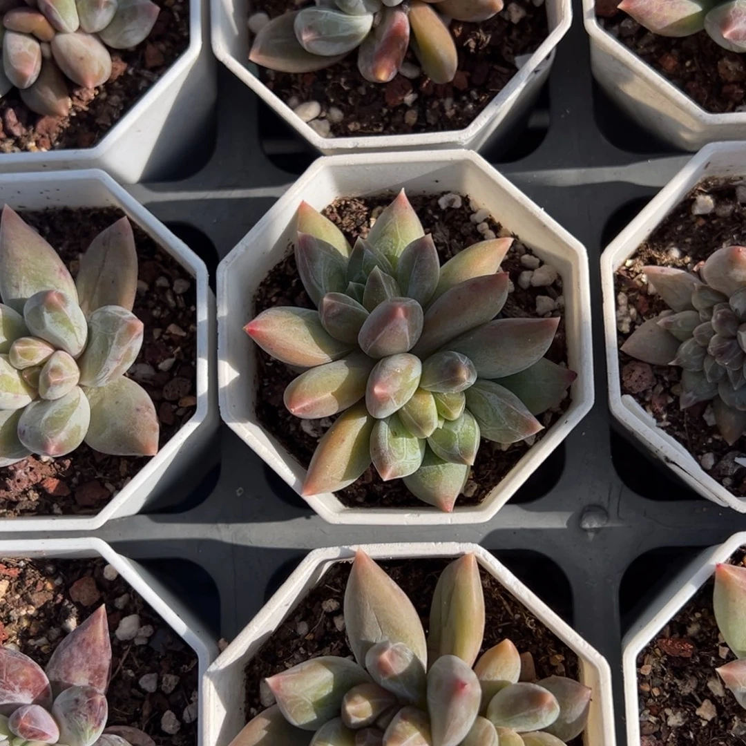 重楼双头一颗量拍多肉满18元包邮下午发货