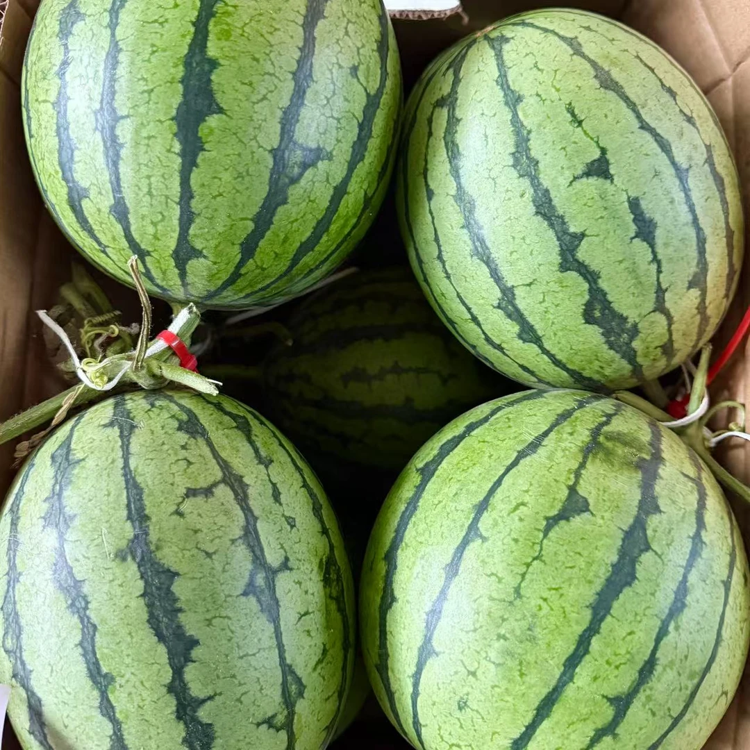 夏日甜蜜特价2颗装小糖丸西瓜冰淇淋吊瓜6斤左右【有籽 介意勿拍】西瓜同城配江苏省