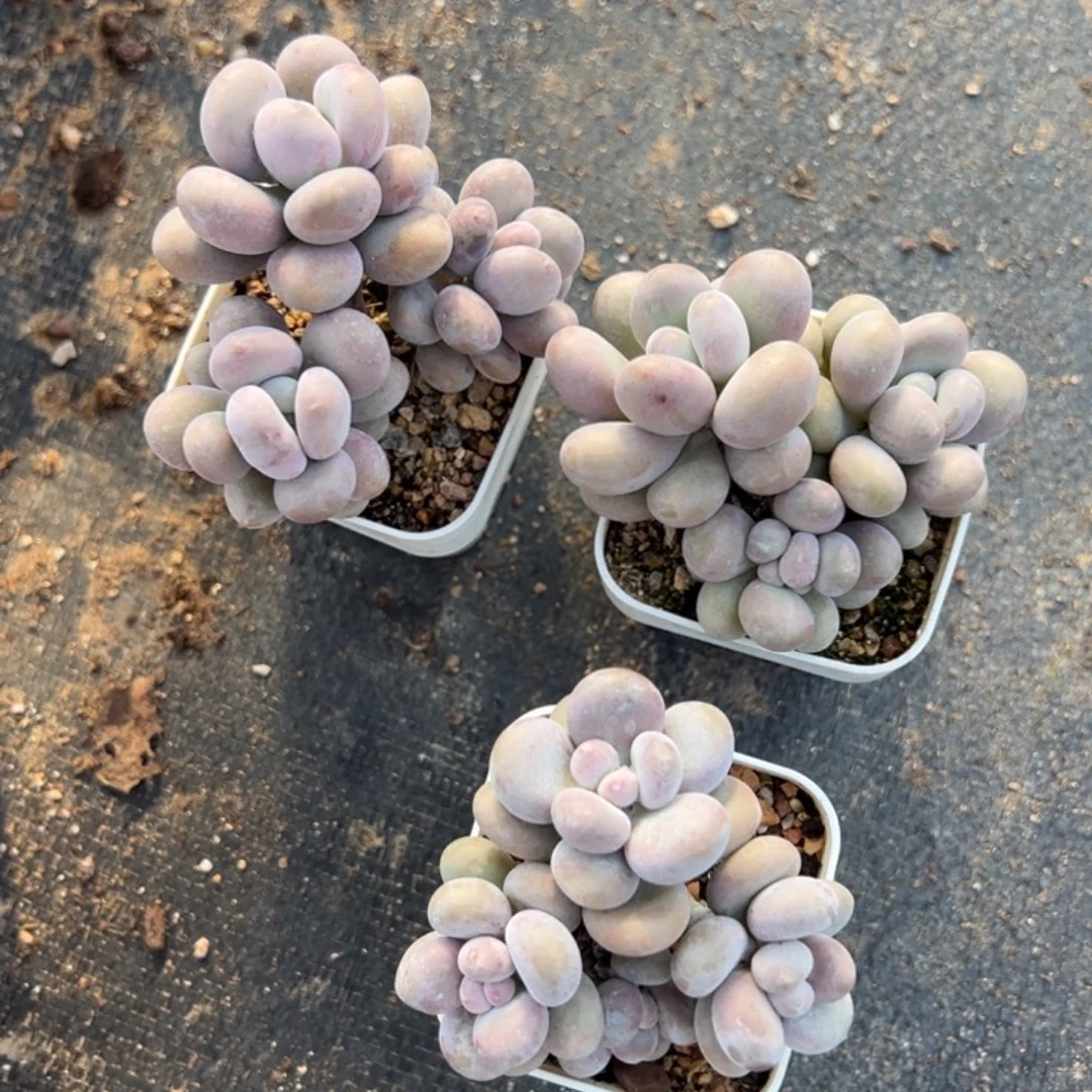 奶酪3头群到手1颗量拍多肉满18元包邮下午发货