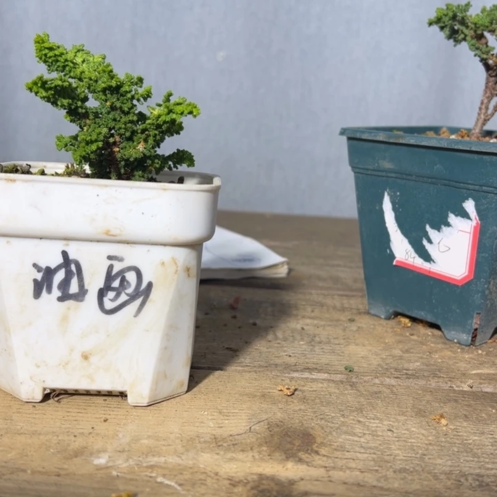 李***佳无花朵一颗黄金油画