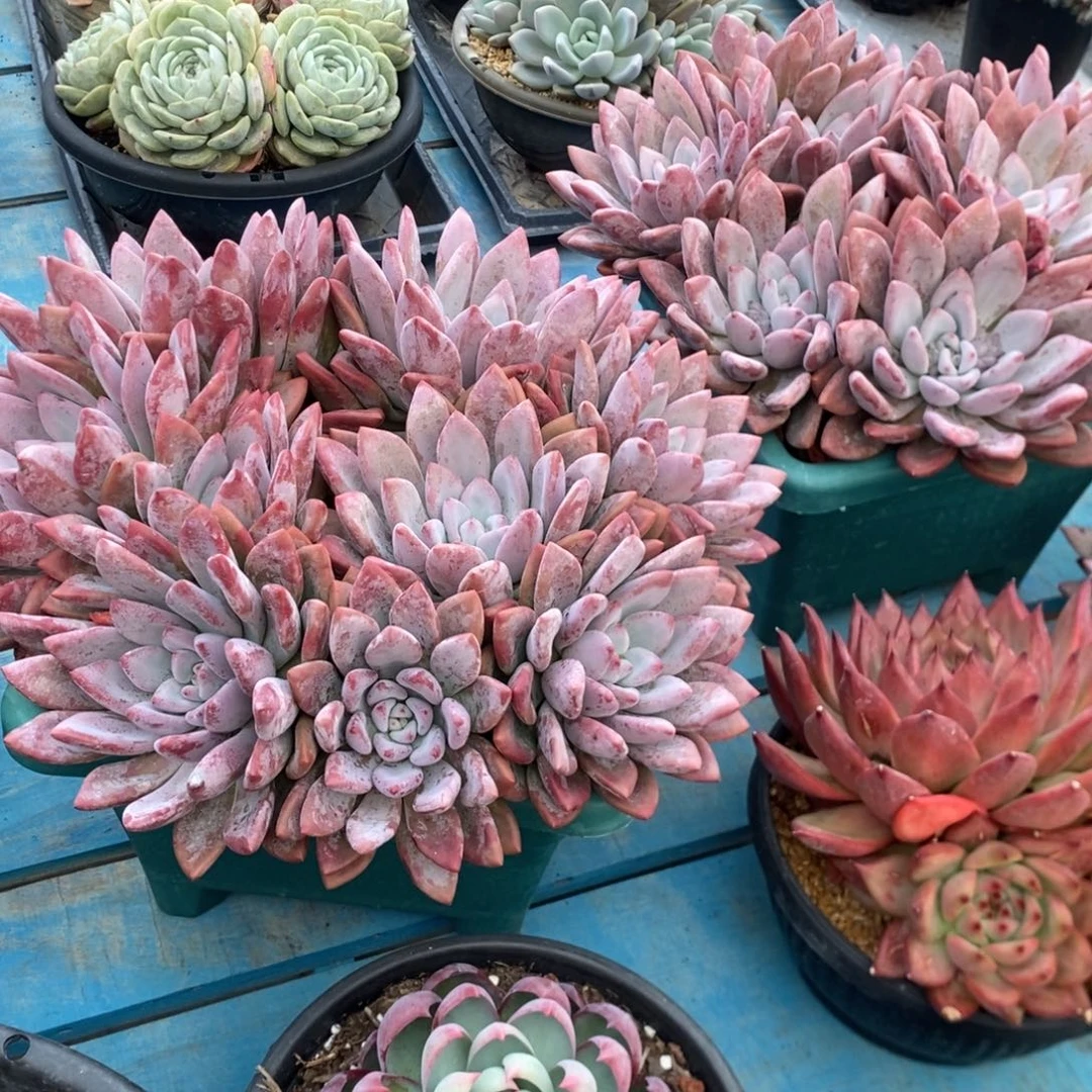 知***乐奥普两颗。