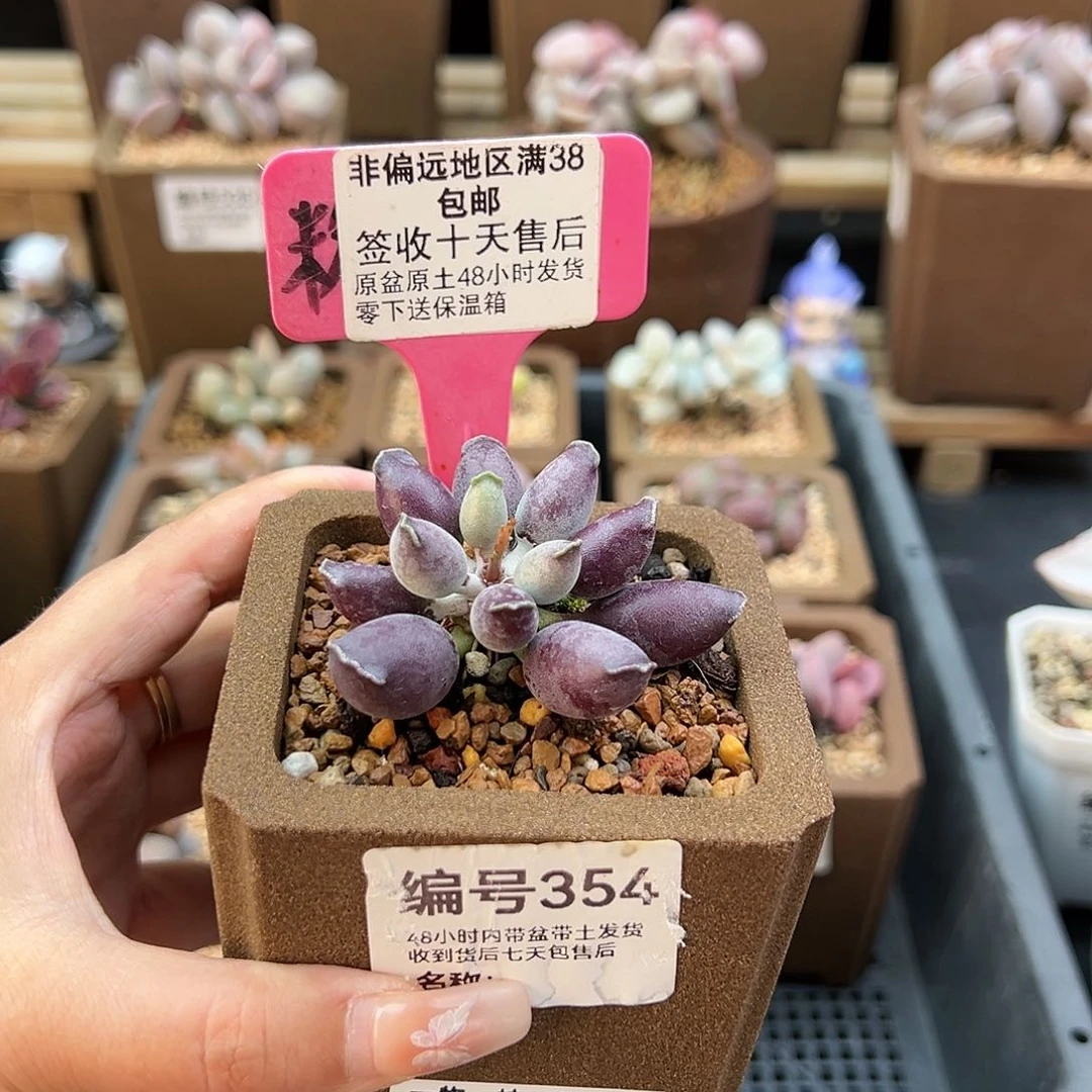 ?***?354艺妓海豹多肉植物