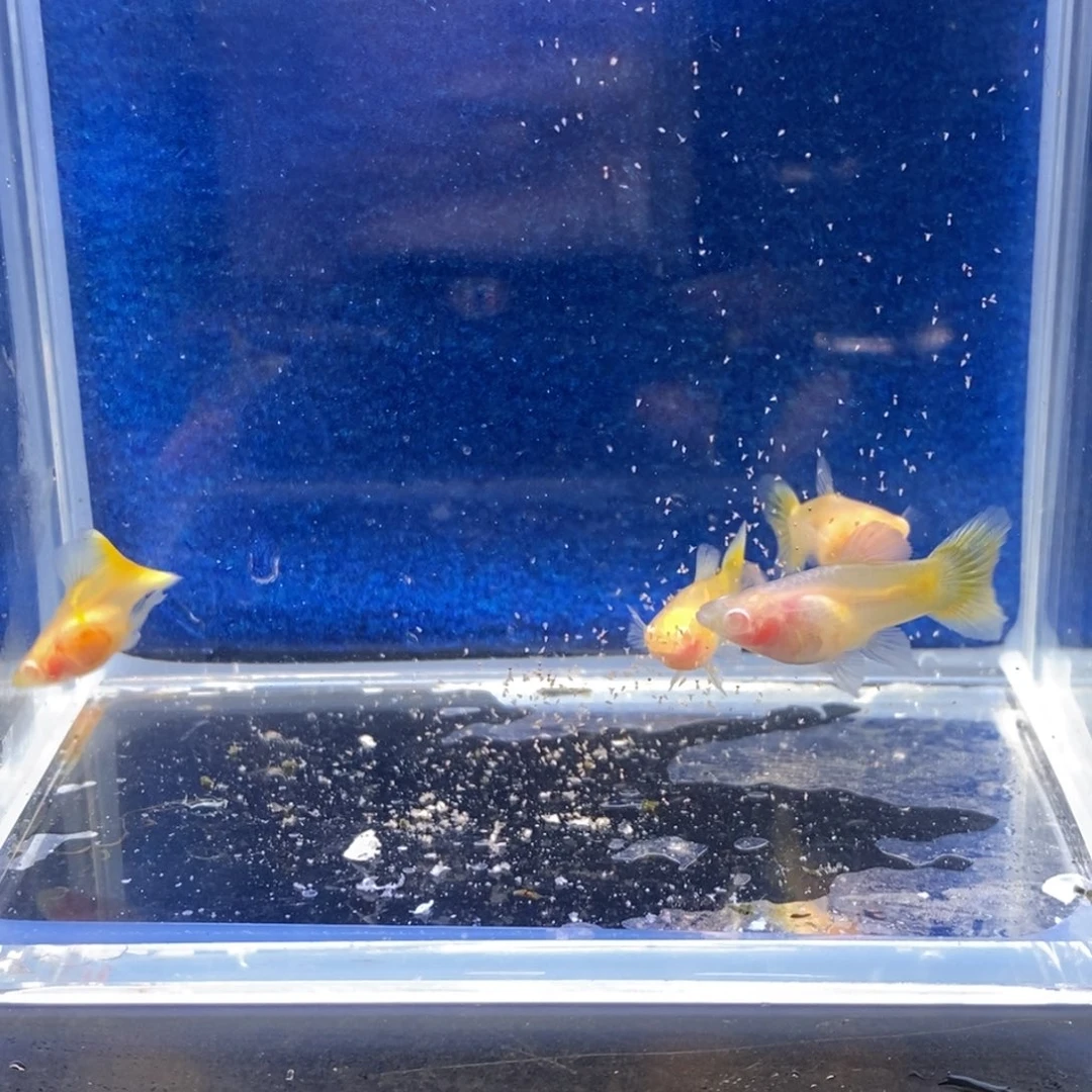 孔雀鱼卡曼橘白子两对