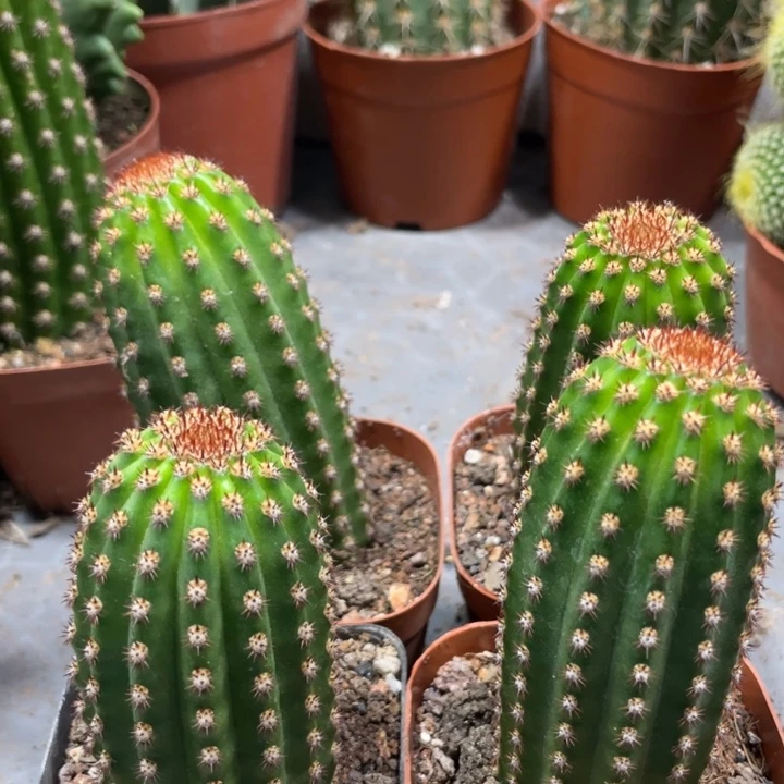 进口金妞金1自根一杯9.99