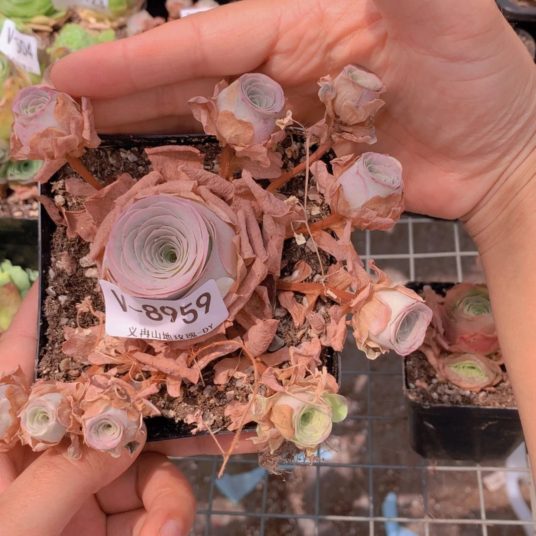 8959洛可可会掉侧芽