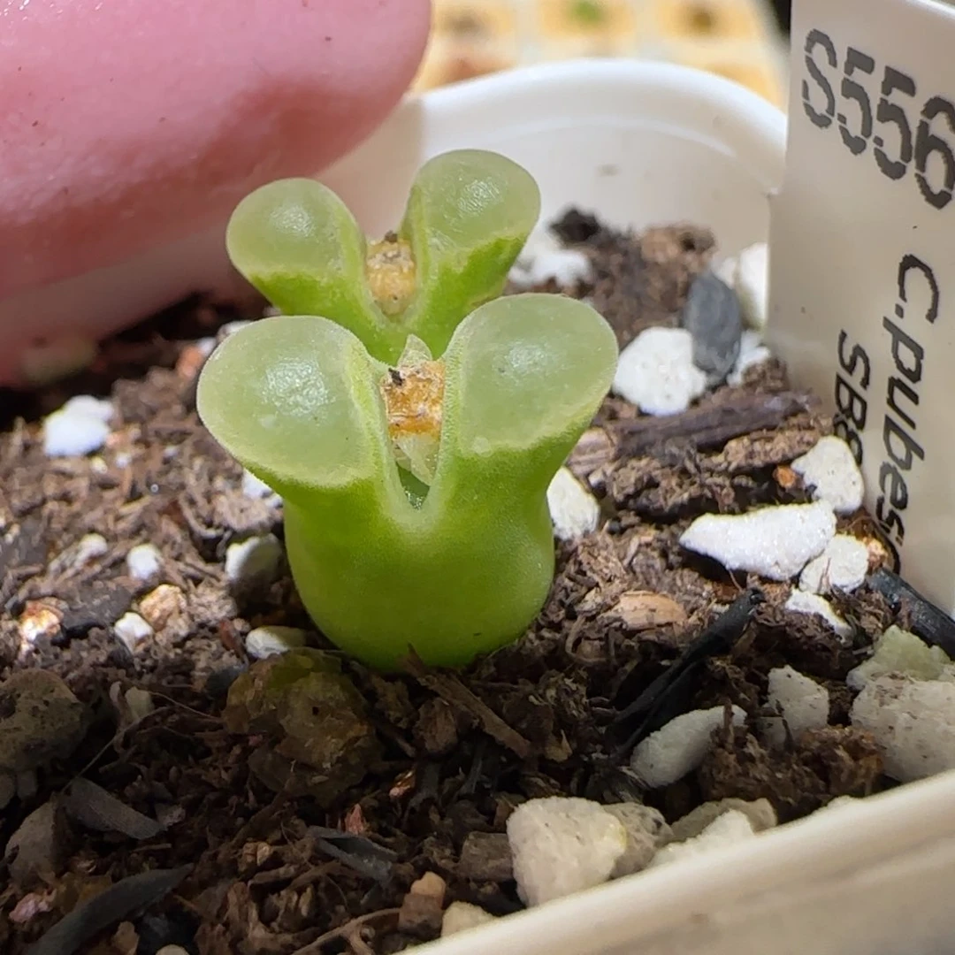 肉锥多肉植物百科-极窗112