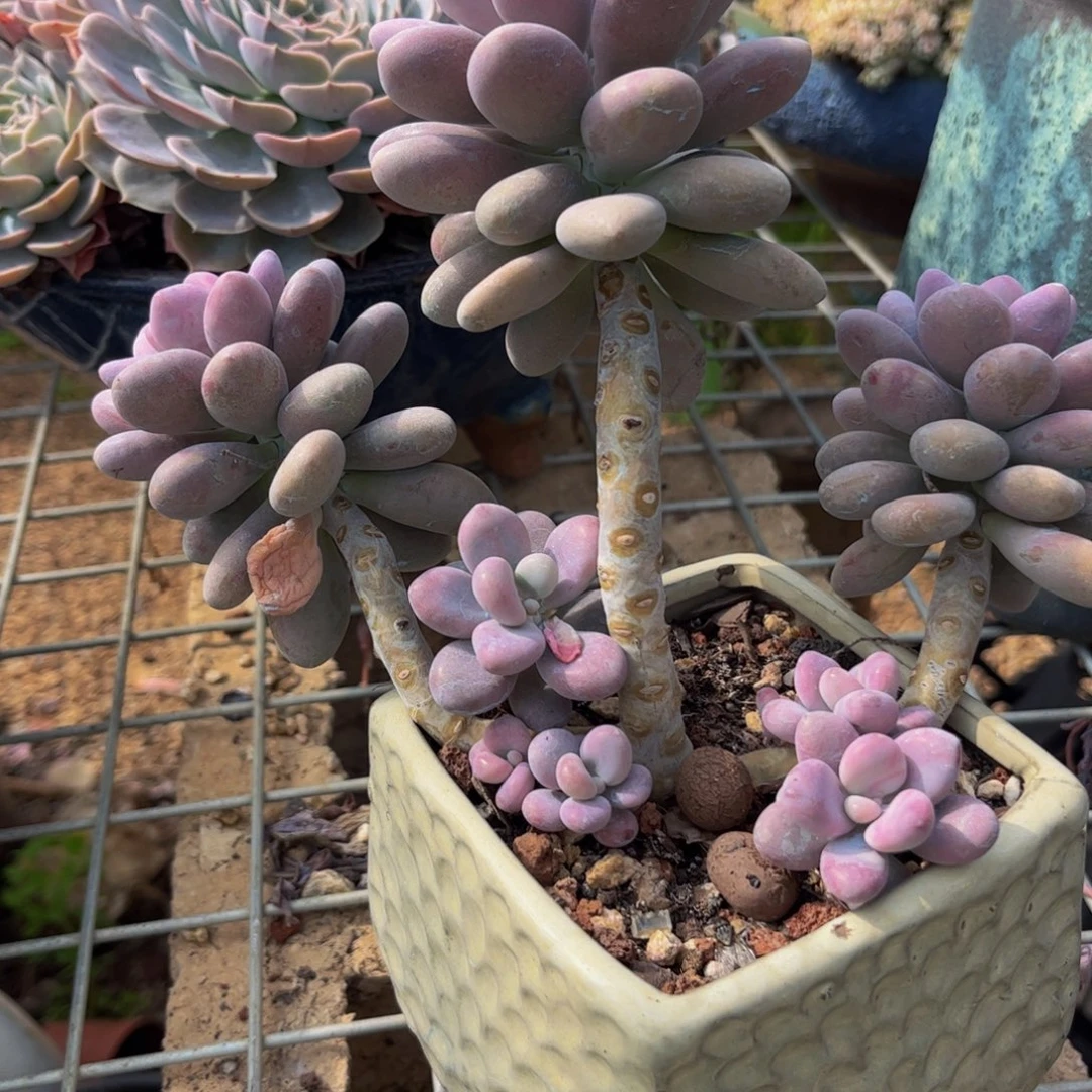 新疆西藏内蒙不发货，桃蛋