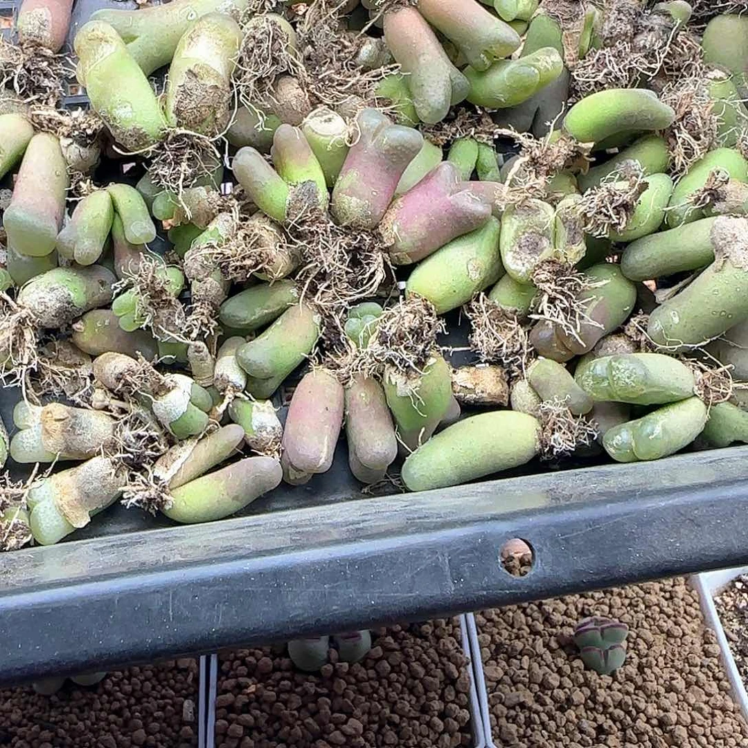 真***敌开播福利来啦43697