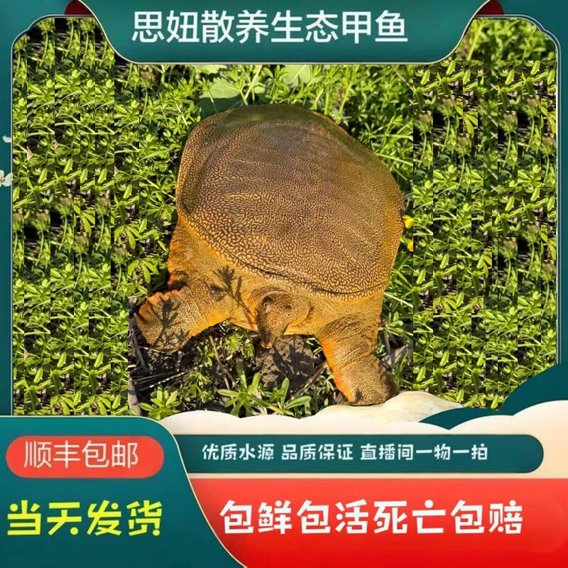 现挑现选 一物一拍 以直播现场称重为准 外塘生态王八水鱼团鱼