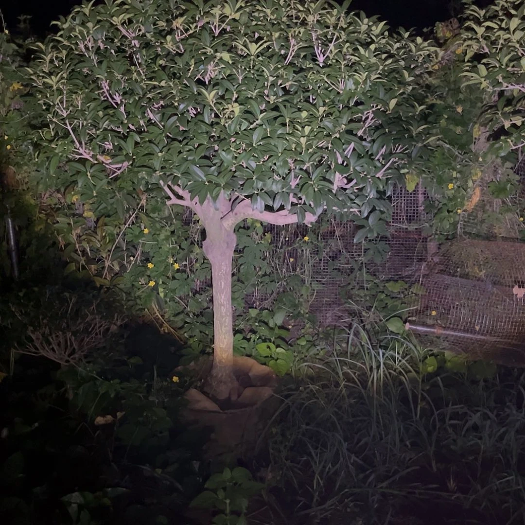 当前无花栽培后可以开花简*