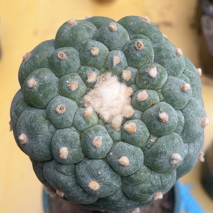 仙人球袖浦接8.4公分163