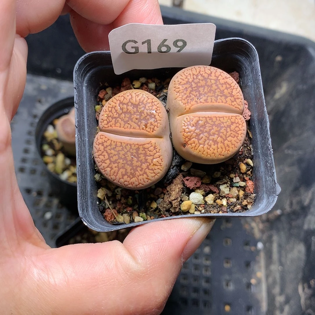 G169多肉植物保护